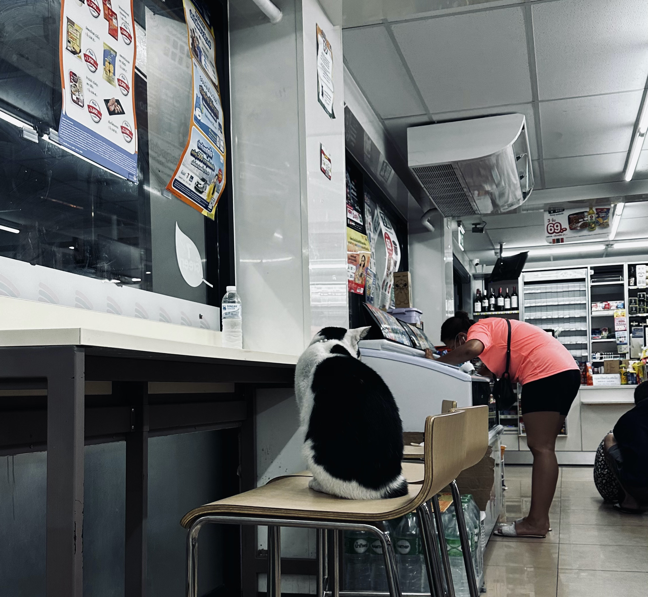 ラチャダーのセブンイレブンで偶然であったユニークな猫