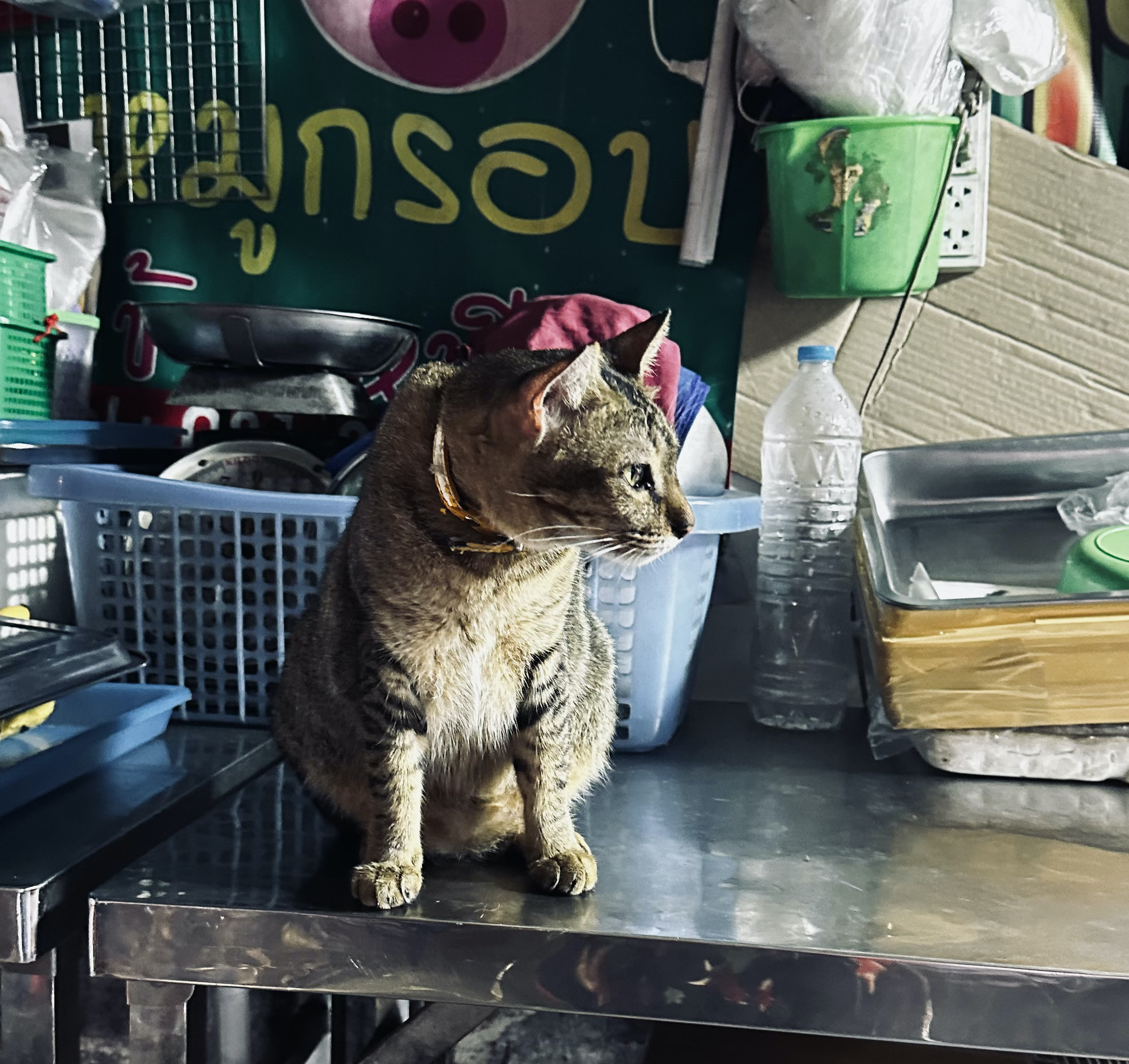 タイバンコクのラチャダーの屋台に猫ちゃん